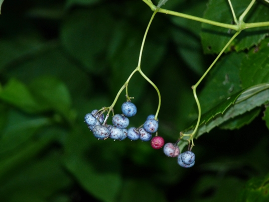 {Ampelopsis cordata}